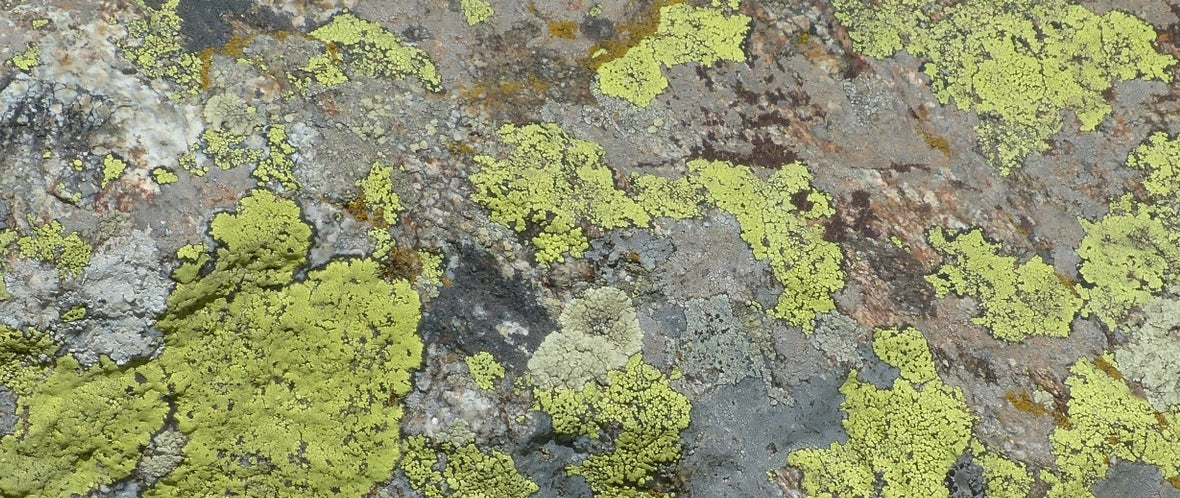 Symbolbild für Lichen sclerosus: Flechten auf Felsen als Symbol für verhärtete Haut.