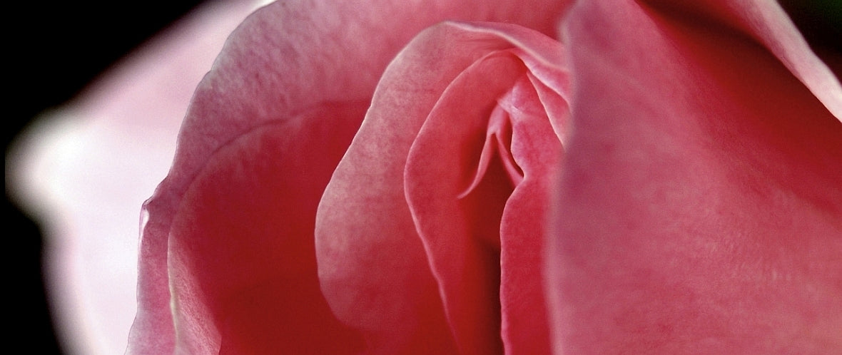 Eine Rosenblüte als Symbol für eine Vulva.