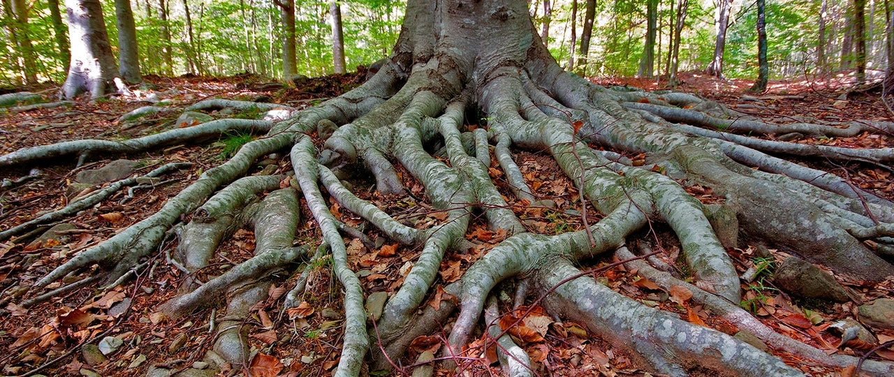 Breit gefächerte Baumwurzeln als Synonym zum Beckenboden