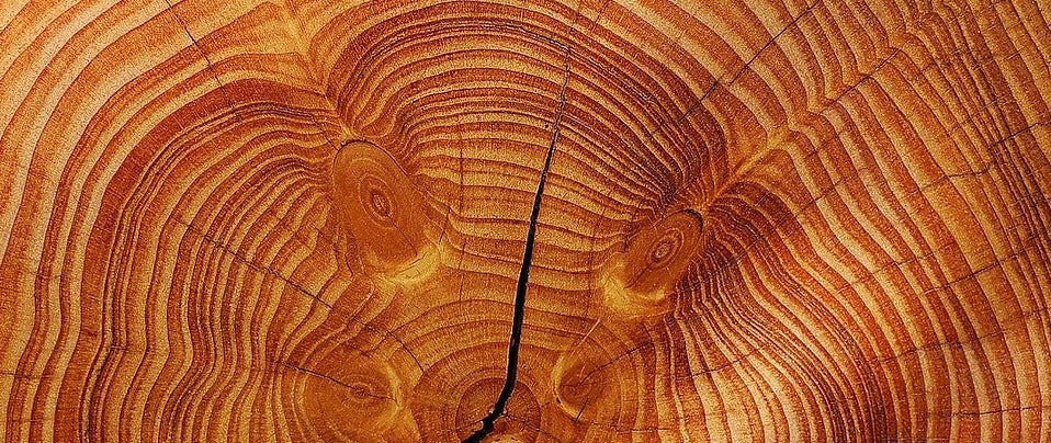 Grieta en una rodaja de madera como imagen simbólica de una fisura anal
