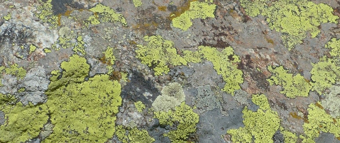 Image symbolique du lichen scléreux : des lichens sur des rochers comme symbole d’une peau durcie.